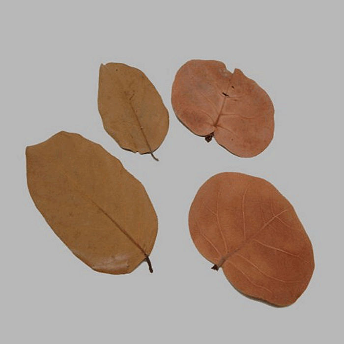 les feuilles séchées couleur brune 4 pcs