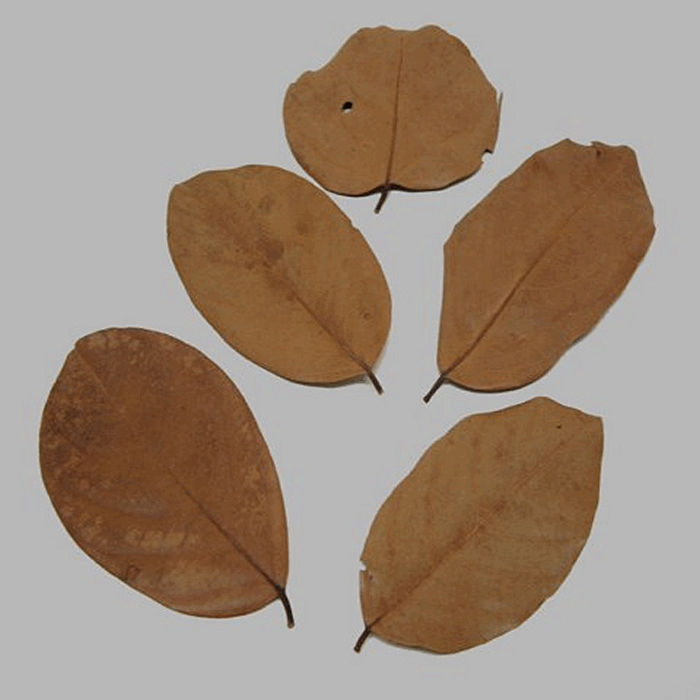 leaves dried color brown 5 pcs