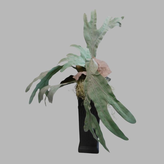 Staghorn fern in black vase