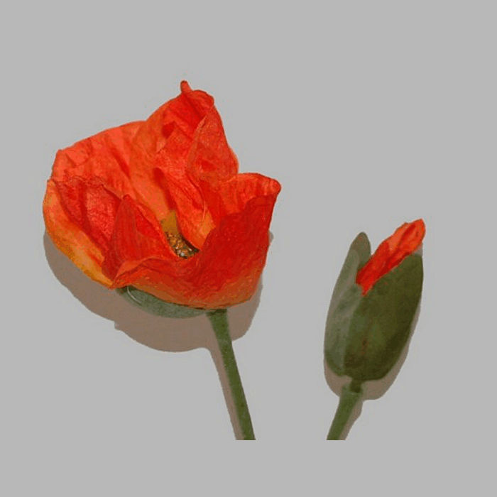 pavot à  feuilles couleur orange longueur 75 cm