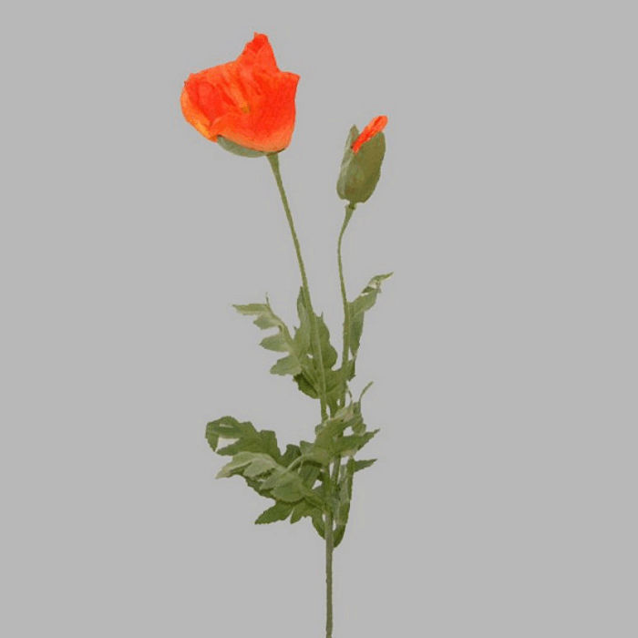 pavot à  feuilles couleur orange longueur 75 cm