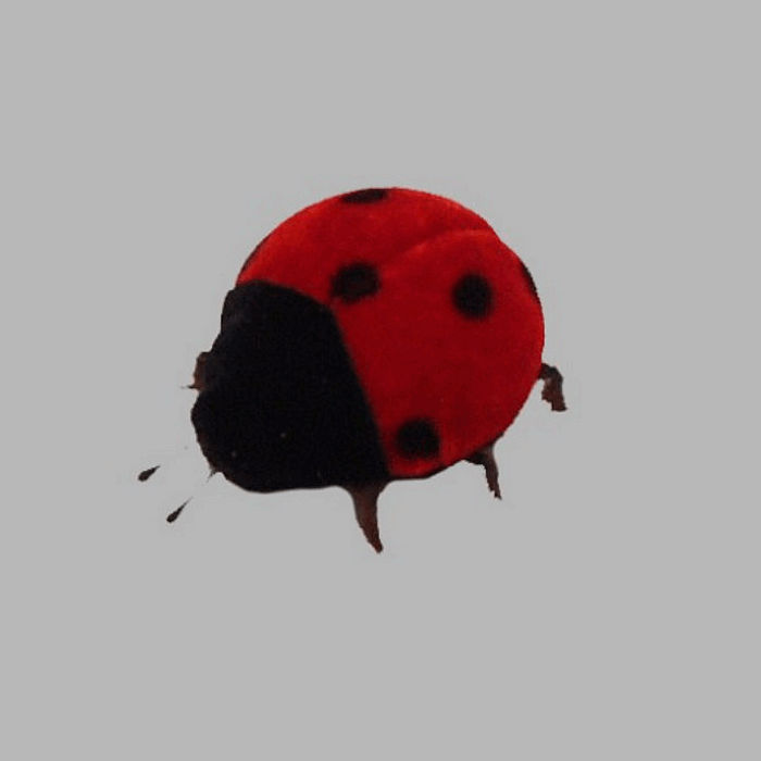 ladybugs of felt 5 cm 7 pcs