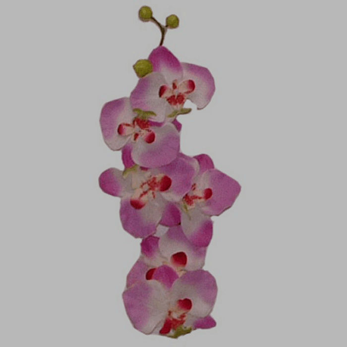 orchidee kleur wit-paars Lengte 80 cm