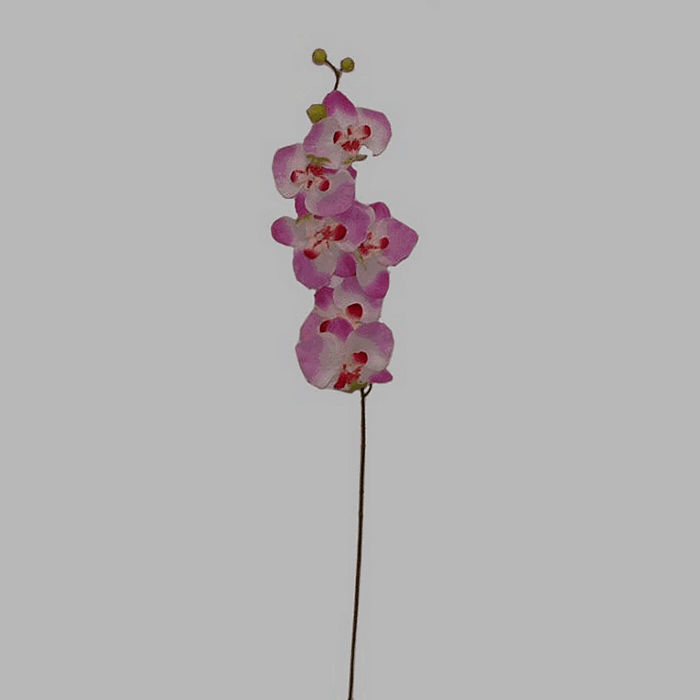 orchidee kleur wit-paars Lengte 80 cm