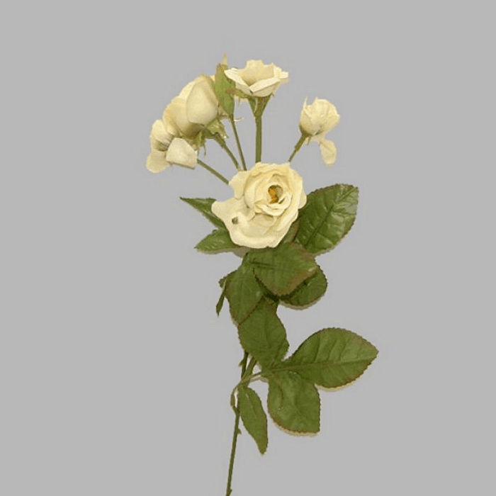 rose of silk per bunch color white length 80 cm