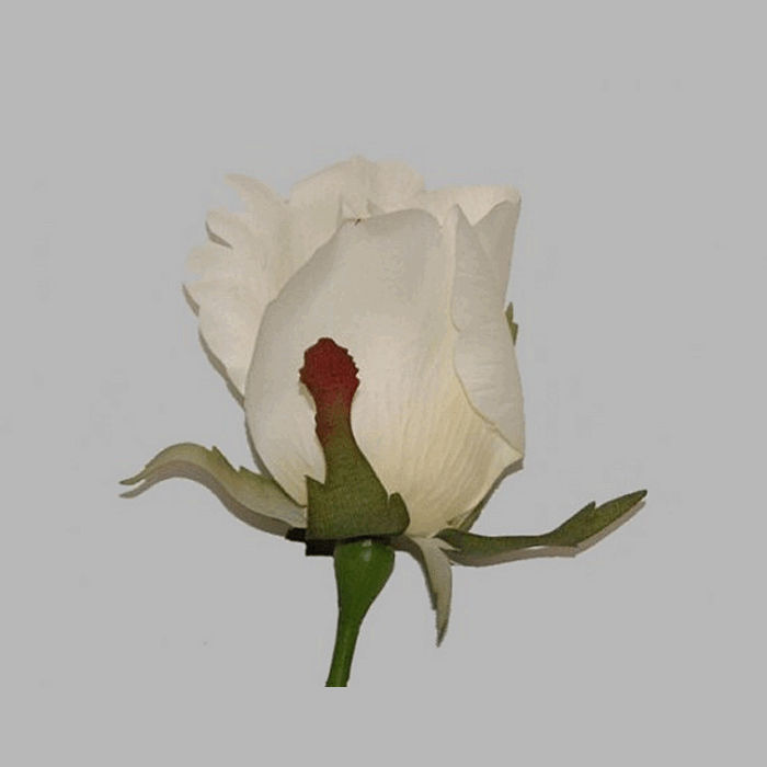 roos van zijde kleur wit lengte 60 cm
