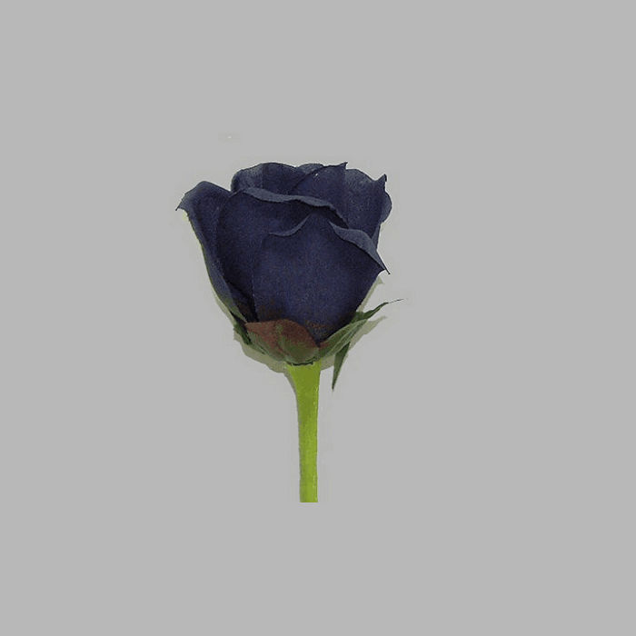 rose of silk color blue length 90 cm