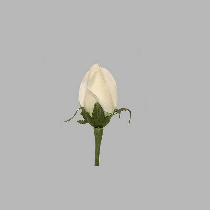 rose de soie couleur blanche longueur 75 cm