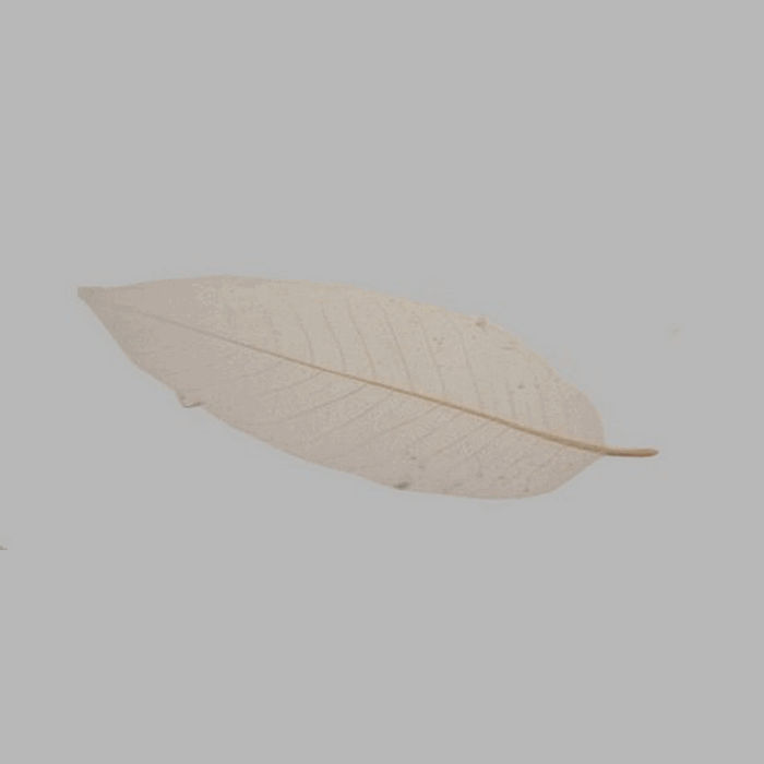 skeleton leaf color natural 25 x 9 cm 5 pcs