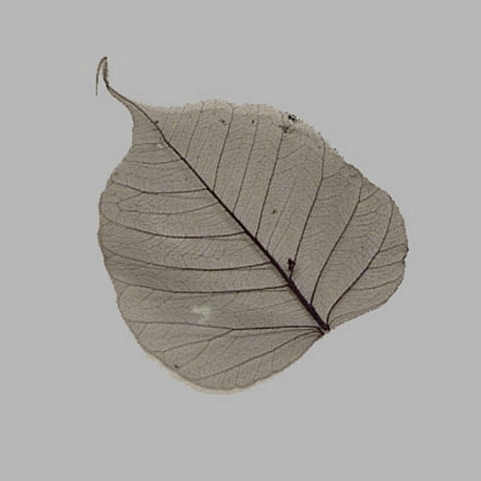 skeleton leaf color black 8 x 8 cm 5 pcs